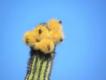 hair brush , Indian comb